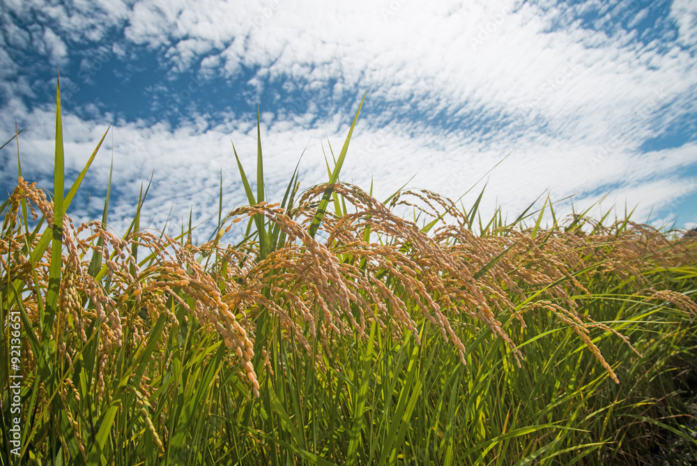 Fototapeta premium 収穫の秋の稲穂
