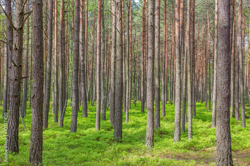 Pine trees