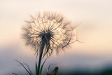 dandelion in the sunset