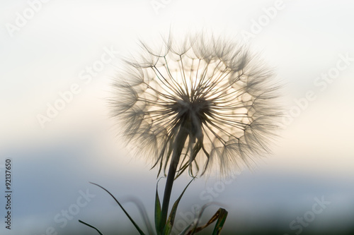 Fototapeta Naklejka Na Ścianę i Meble -  dandelion in the sunset
