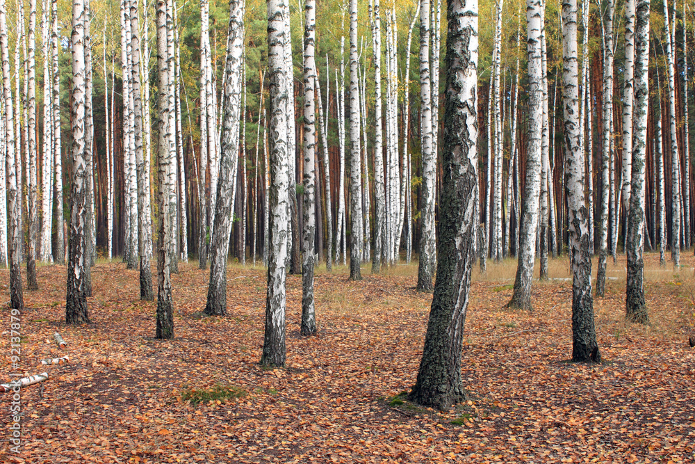 Obraz premium Birch trees in autumn forest with yellow leaves in cloudy weather