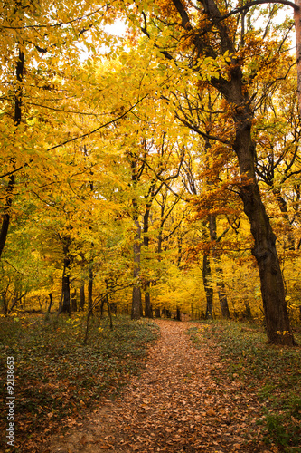 Fall forest © oksix