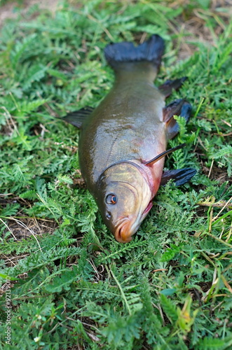 tench on the grass