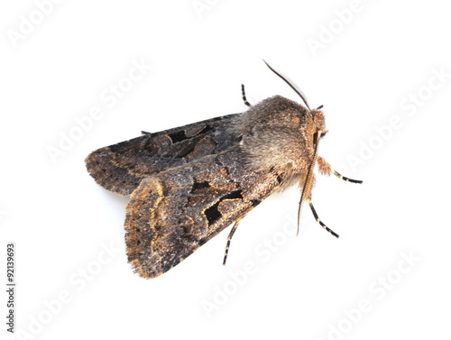 The moth species Hebrew Character, Orthosia gothica isolated on white background