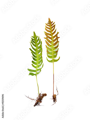 The fern Common polypody Polypodium vulgare isolated on white background photo
