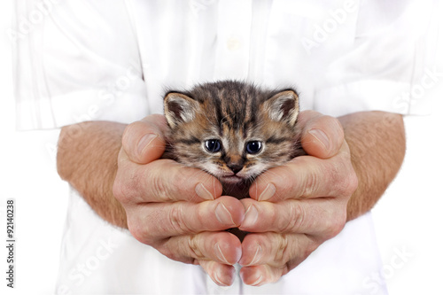 vet hold cat with care, isolated on white
