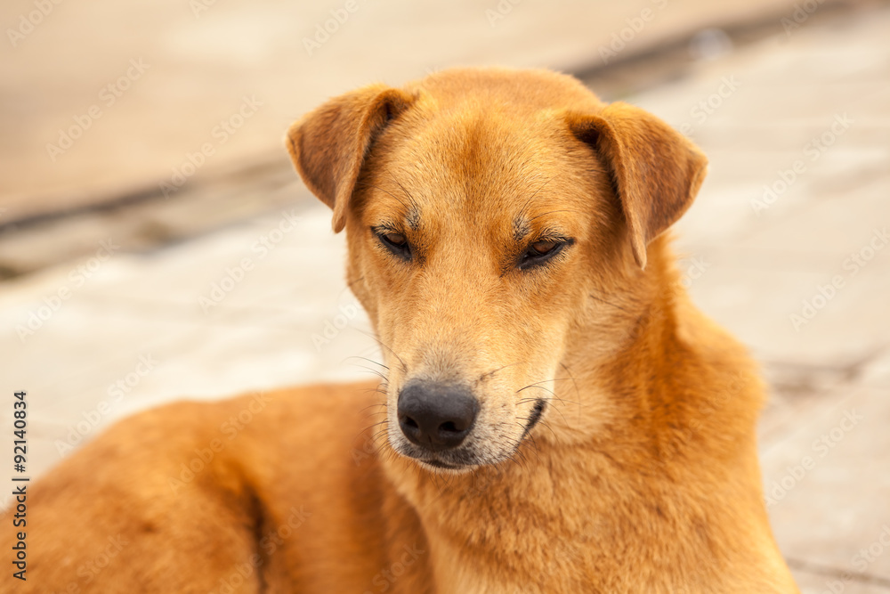 street dog street dog