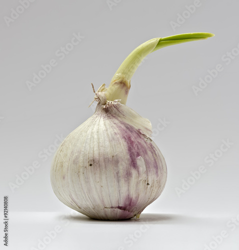 Obraz na plátne Gekeimter chinesischer Knoblauch #2