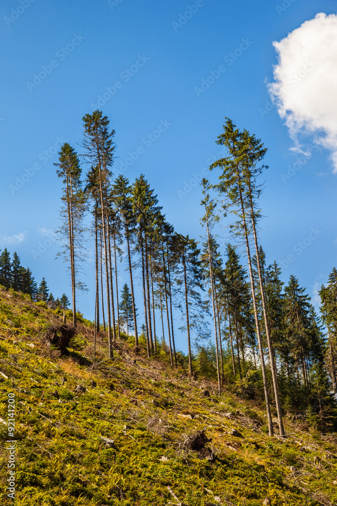 Disease and deforestation along the mountain slopes in Tatras, Poland. Disease and deforestation along the mountain slopes in Tatras, Poland.