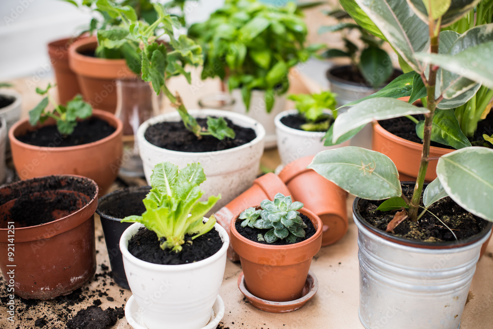 balcony garden balcony garden
