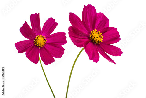 Fototapeta Naklejka Na Ścianę i Meble -  Purple cosmos flower