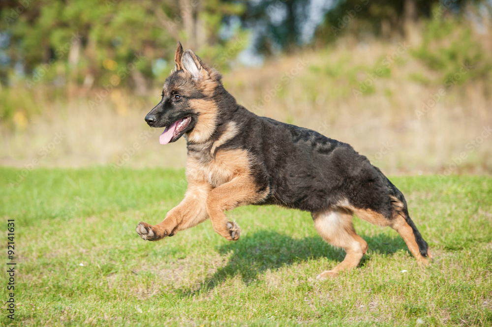 German shepherd dog running in summer