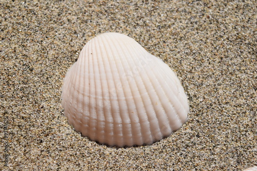貝殻のテクスチャ／「海イメージ」や「夏イメージ」の背景用素材として使用できる写真です。