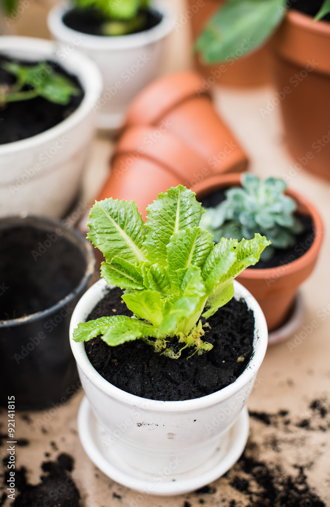 balcony garden balcony garden
