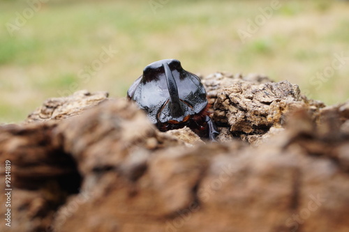 Rhinoceros Beetle - front view