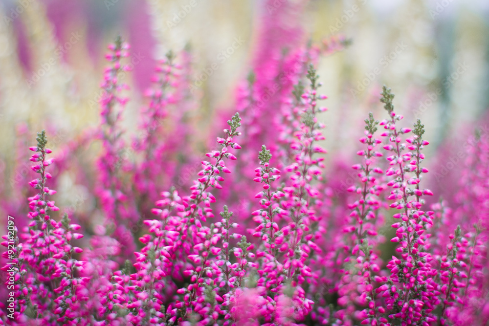 Obraz premium Heather flowers