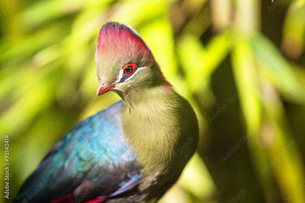 Fototapeta premium Touraco de Fischer - fischer's turaco - en gros plan