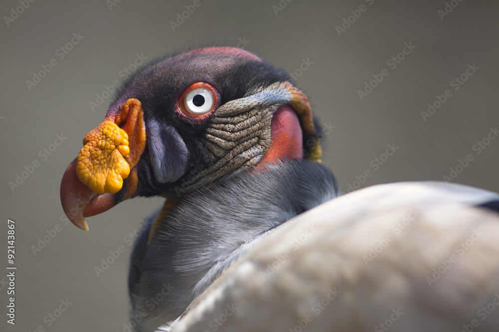 Portrait of a king vulture Sarcoramphus papa or Zopilote Rey Portrait of a king vulture Sarcoramphus papa or Zopilote Rey