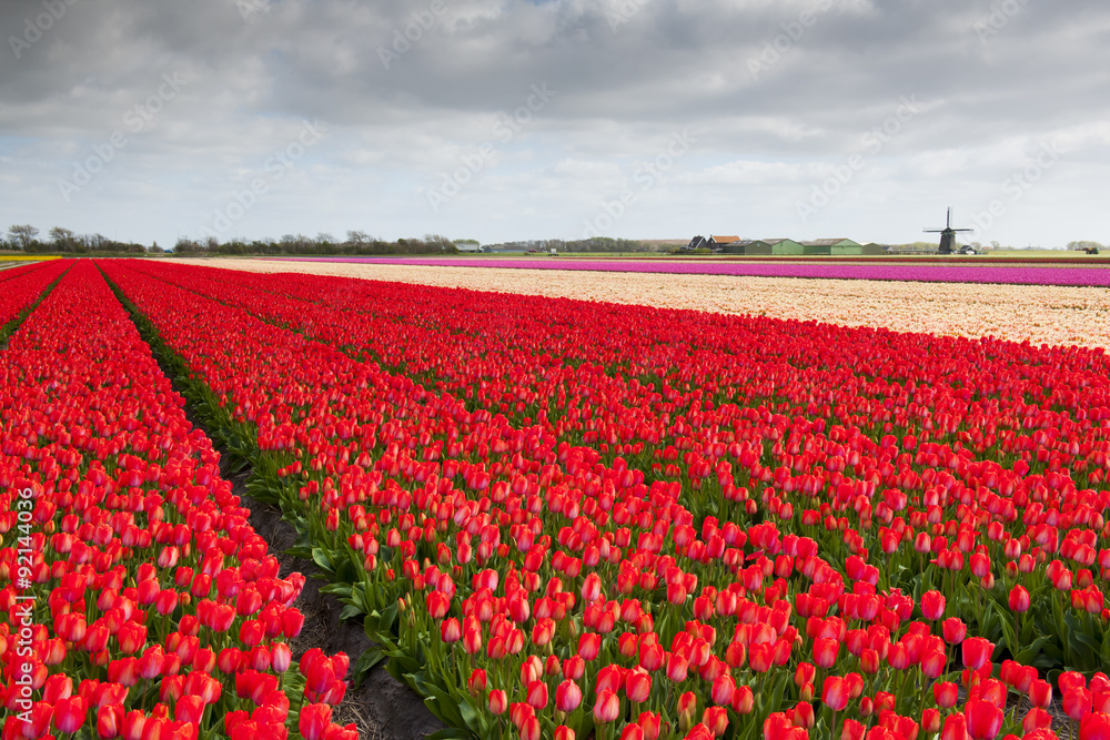 Tulip field with different colors of tulips and windmill in the background, North Holland, The Netherlands.