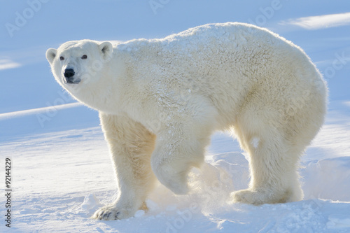 Polar bear (Ursus maritimus) mother standing at freshly opened den, with backlight, Wapusk national park, Canada.