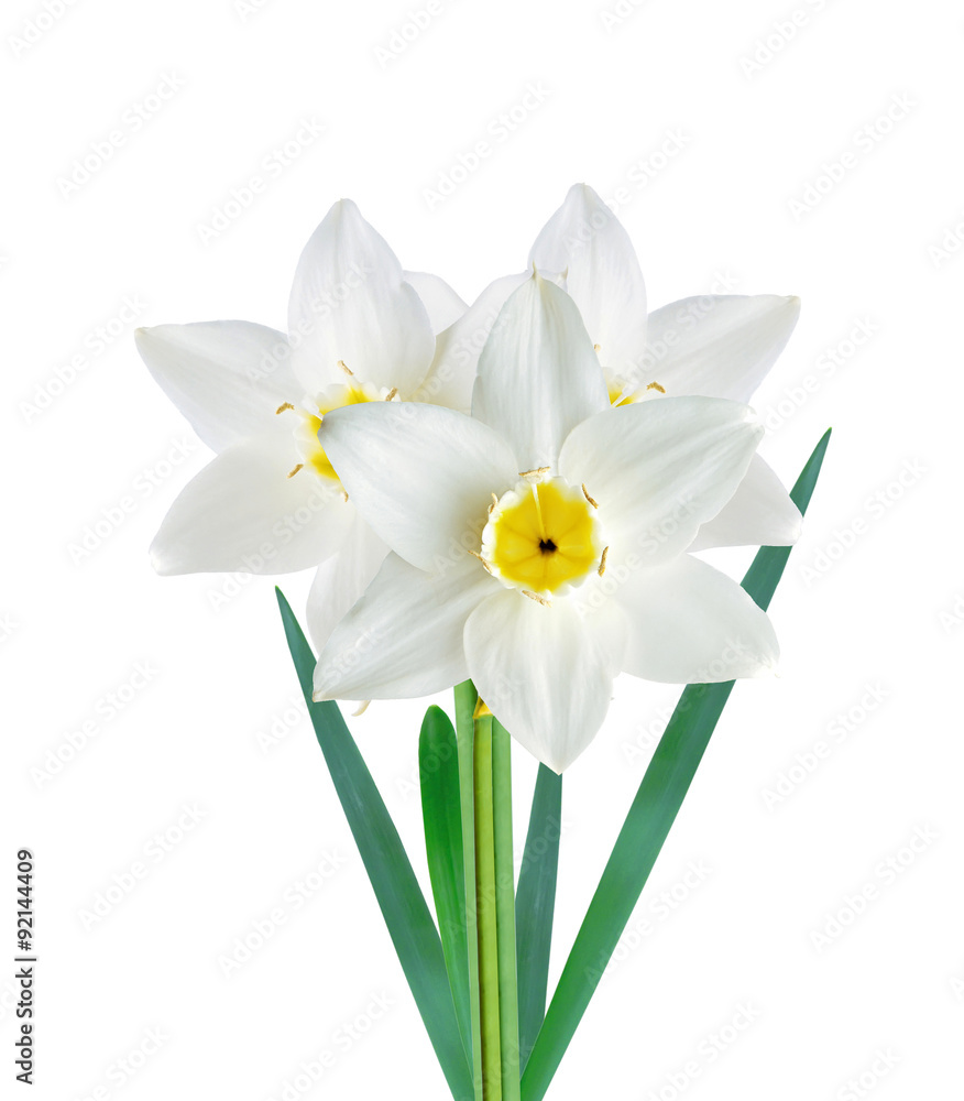 White and yellow color daffodil isolated on white background White and yellow color daffodil isolated on white background