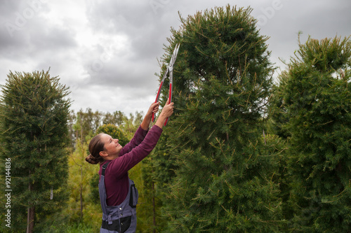 Woman gardener cuts pine using secateurs