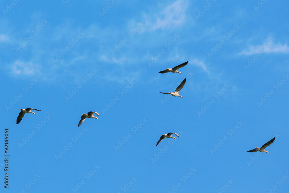 Greylag goose flock flying in the sky