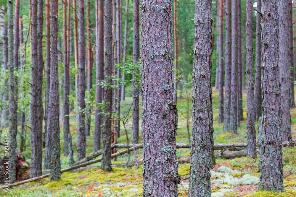 Naklejka premium Pine tree trunks in the forest