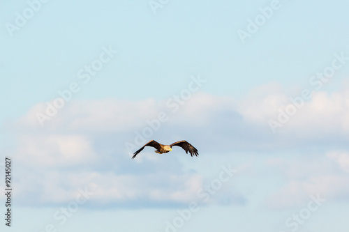 White-Tailed eagle flying in the sky