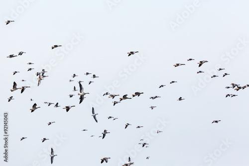 Greylag geese bird migration in the sky