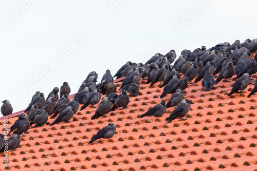 Jackdaws sitting on a tiled roof