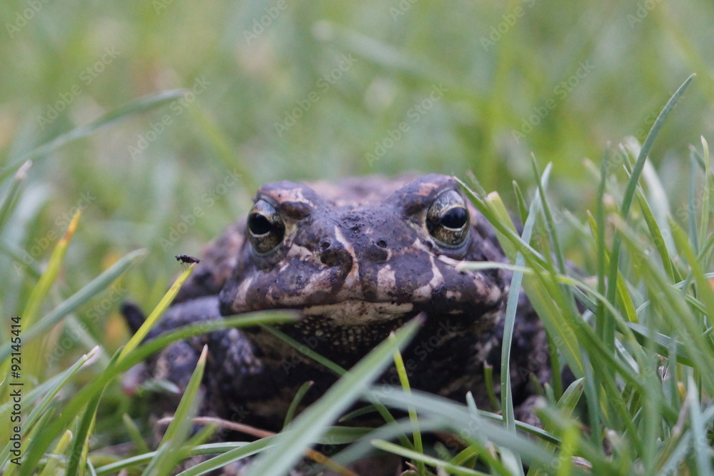 Obraz premium Toad in the grass - front view