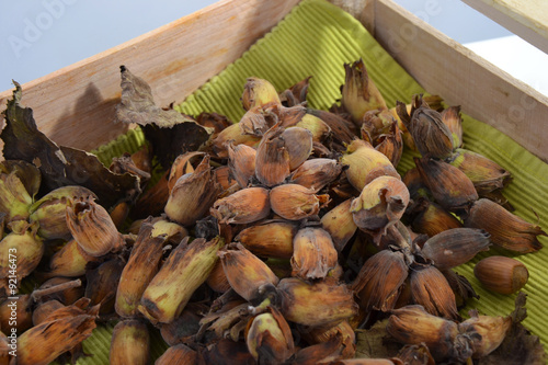 Récolte de noisettes fraîches entières bio photo