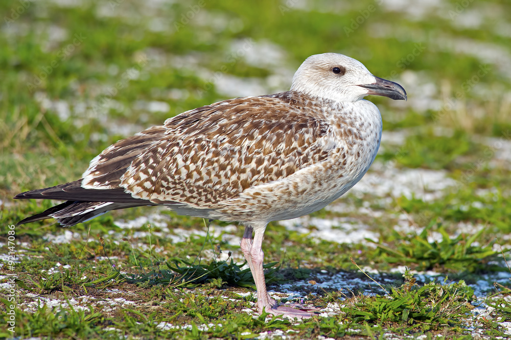 Obraz premium Juvenile Great Black-backed Gull