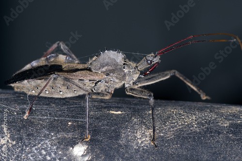 Wheelbug walking on Fence photo