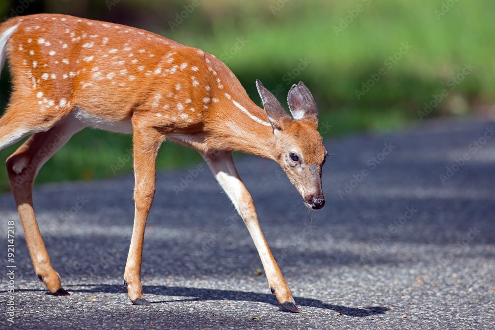 White-tailed Deer White-tailed Deer