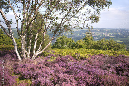 Derbyshire Landscape from Purple Heather Moors in the Peak District photo