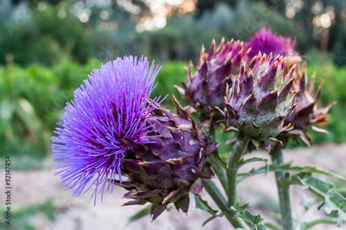 Fototapeta Cynara cardunculus flowers in an orchard