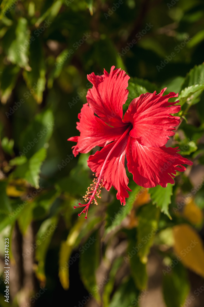 The red hibiscus flower