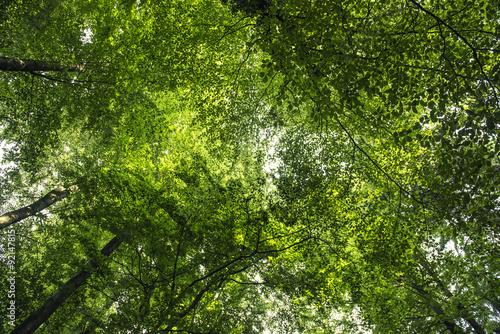 Summer forest treetops