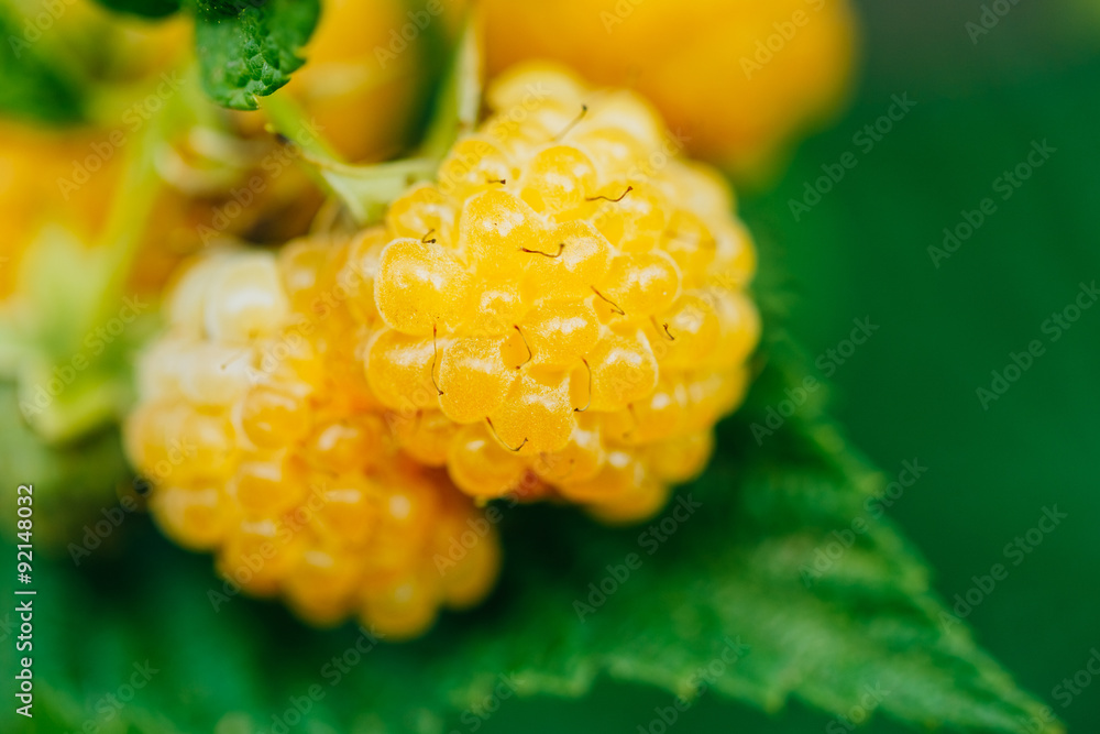 Yellow Raspberries. Two Growing Organic Berries. Ripe Raspberry Yellow Raspberries. Two Growing Organic Berries. Ripe Raspberry