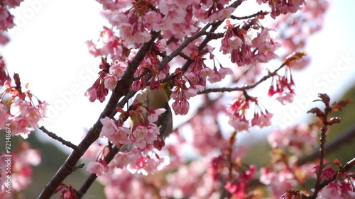 Nightingale hopping on pink cherry blossom tree in Japanese Botanical Garden in Atami, Japan -Version 3- photo