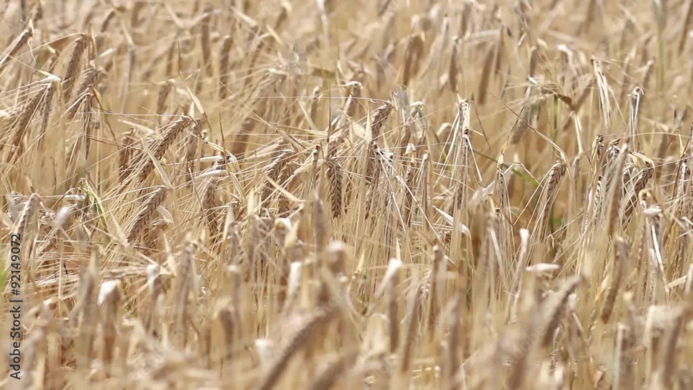 Closeup on golden barley field at sunny windy day Closeup on golden barley field at sunny windy day