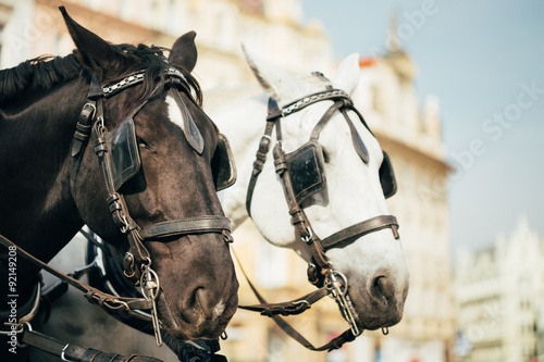 Two Horses Are Harnessed To Cart For Driving Tourists In Prague 