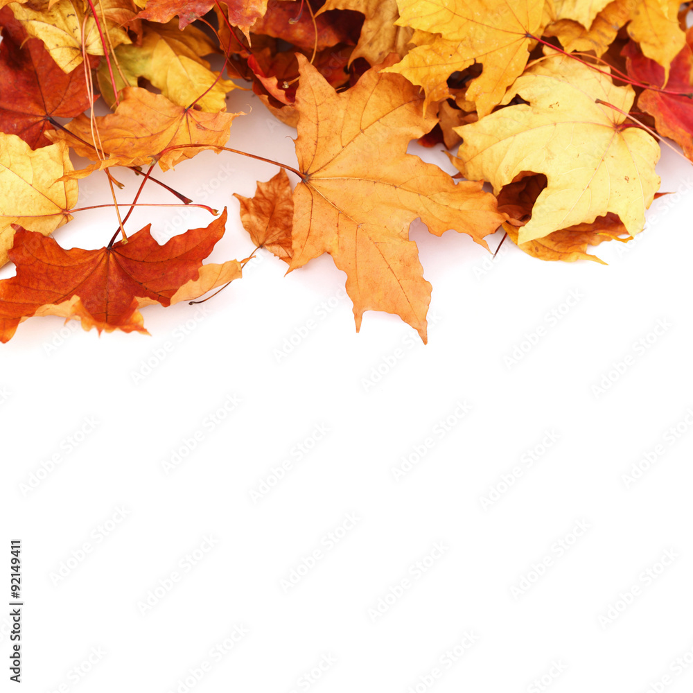 Maple leaves on white Maple leaves on white