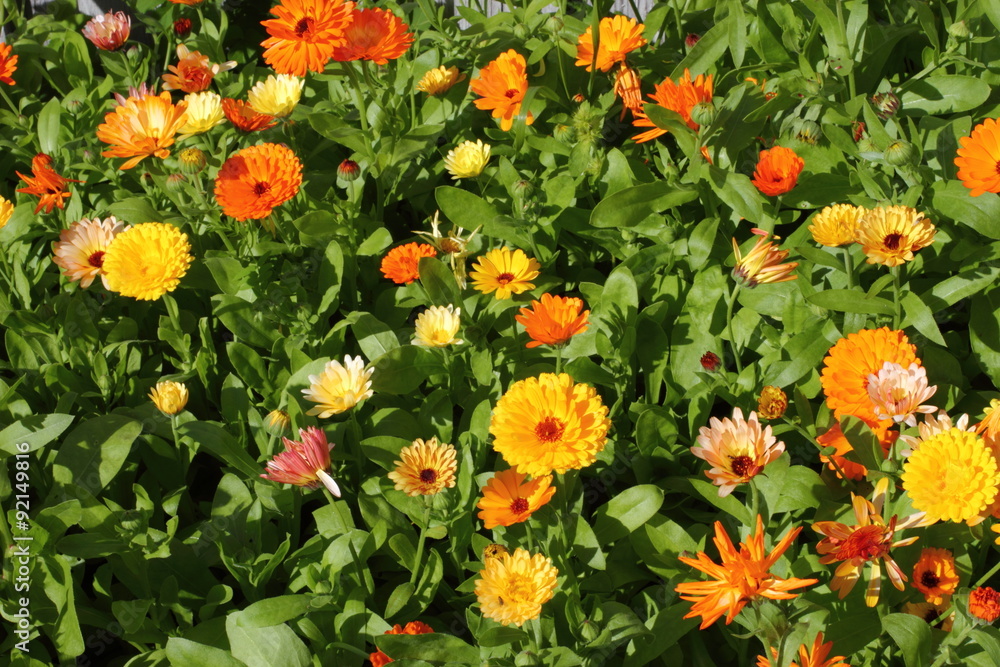 colored marigold garden 