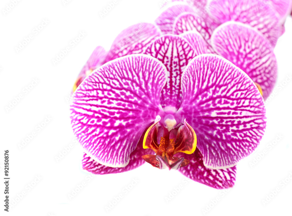 Close-up of Orchid Flowers Isolated on White Close-up of Orchid Flowers Isolated on White