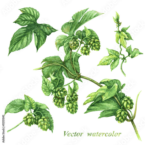 Branch of hops
