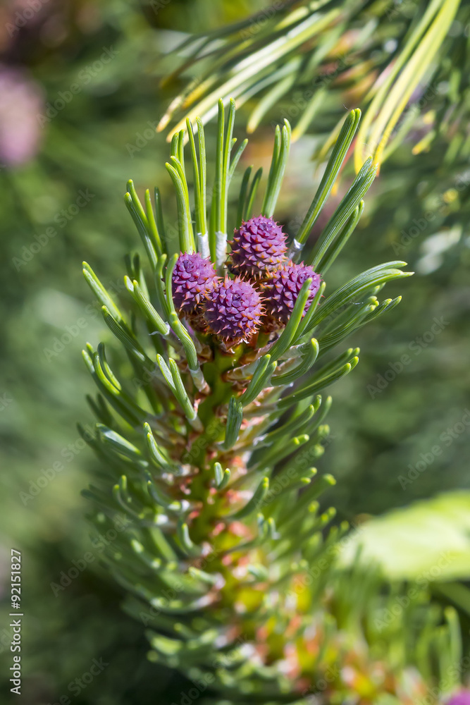 Сосна горная (лат. Pinus mugo). Молодой побег с образующимися шишками Сосна горная (лат. Pinus mugo). Молодой побег с образующимися шишками