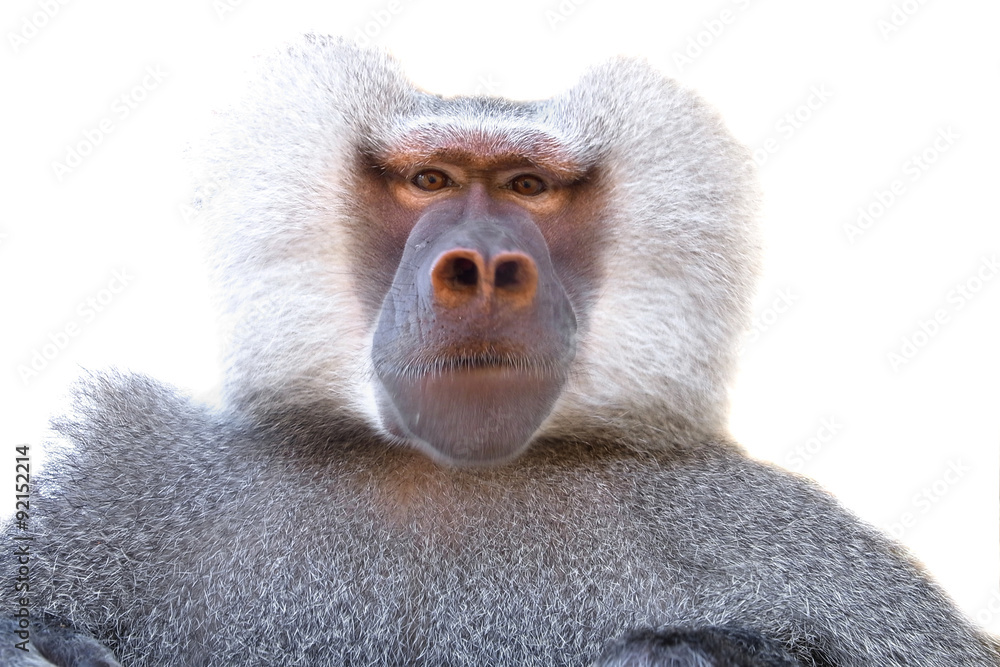 Fototapeta premium portrait hamadryad